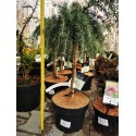 CEDRUS 'GOLDEN HORIZON' CEDR HIMALAJSKI FORMA SZCZEPIONA NA PNIU