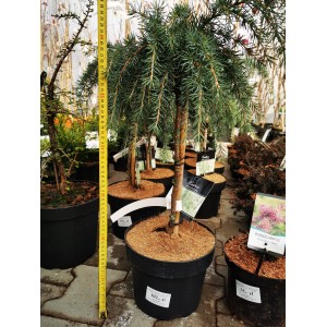 CEDRUS 'GOLDEN HORIZON' CEDR HIMALAJSKI FORMA SZCZEPIONA NA PNIU