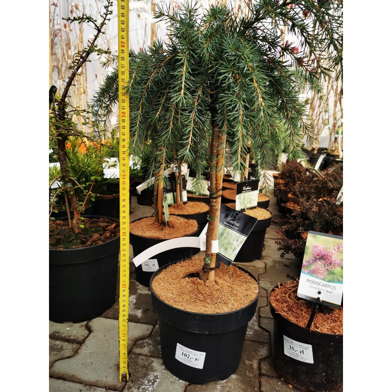 CEDRUS 'GOLDEN HORIZON' CEDR HIMALAJSKI FORMA SZCZEPIONA NA PNIU