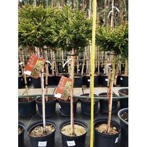 CRYPTOMERIA JAPONICA 'LITTLE CHAMPION' SZYDLICA JAPOŃSKA FORMA SZCZEPIONA NA PNIU