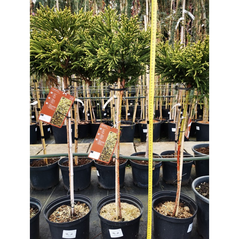 CRYPTOMERIA JAPONICA 'LITTLE CHAMPION' SZYDLICA JAPOŃSKA FORMA SZCZEPIONA NA PNIU