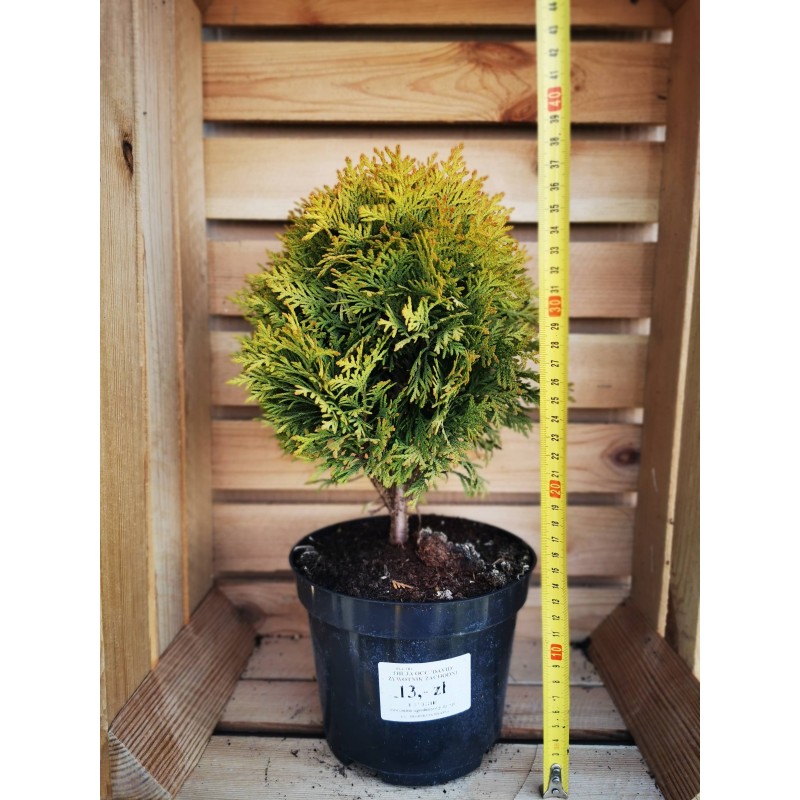THUJA DAVID ŻYWOTNIK ZACHODNI