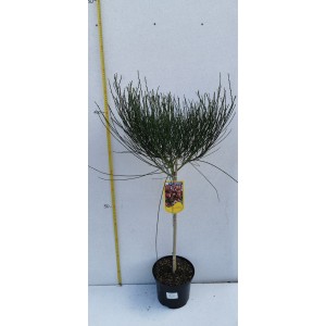 CYTISUS ŻARNOWIEC SZCZODRZENIEC MIX KOLORÓW FORMA SZCZEPIONA NA PNIU